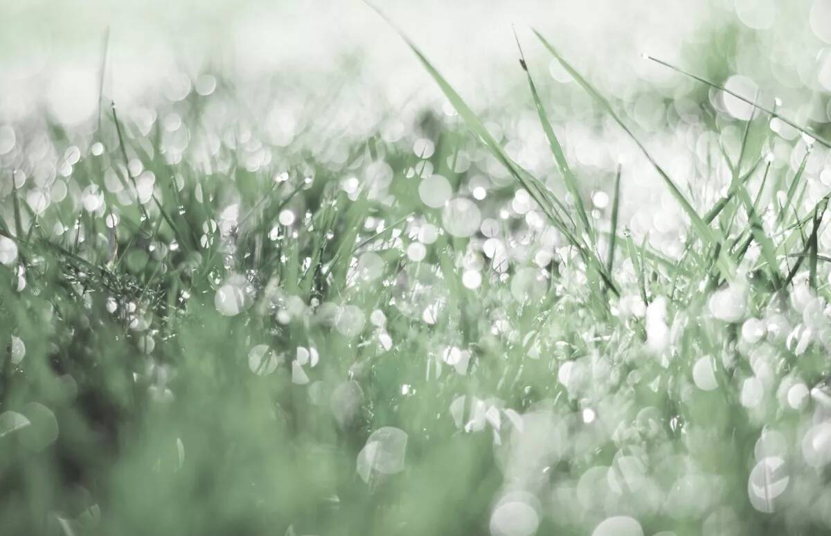 Alpina Feine Farben » Sanfter Morgentau « 2,5 l, Graugrün, No. 12