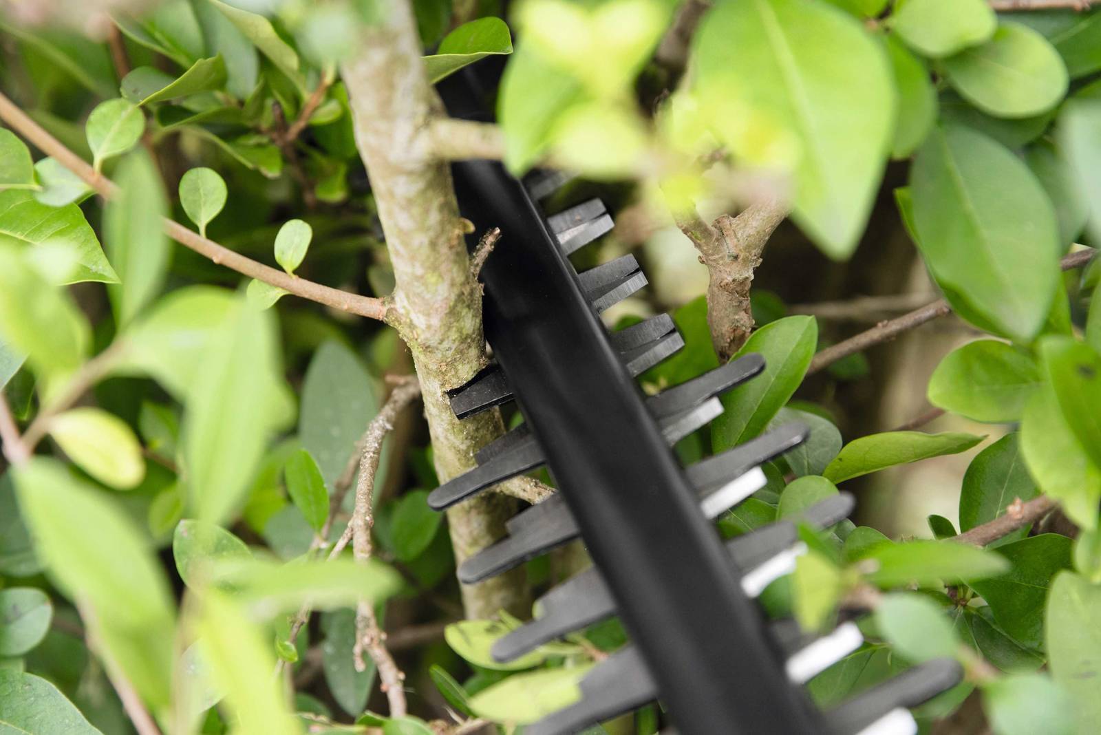 Bosch AHS 55-20 Li 18 V Akkuheckenschere, 2 x 18V Akku 2,5Ah, 55 cm