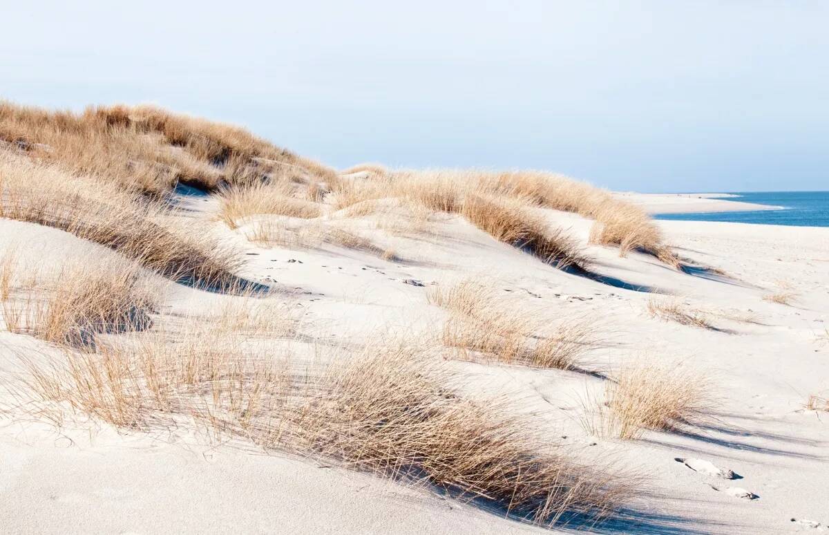 Alpina Feine Farben » Elegante Gelassenheit « 2,5 l, Hellbeige, No. 08